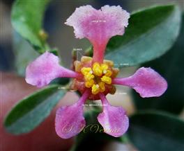  Flower